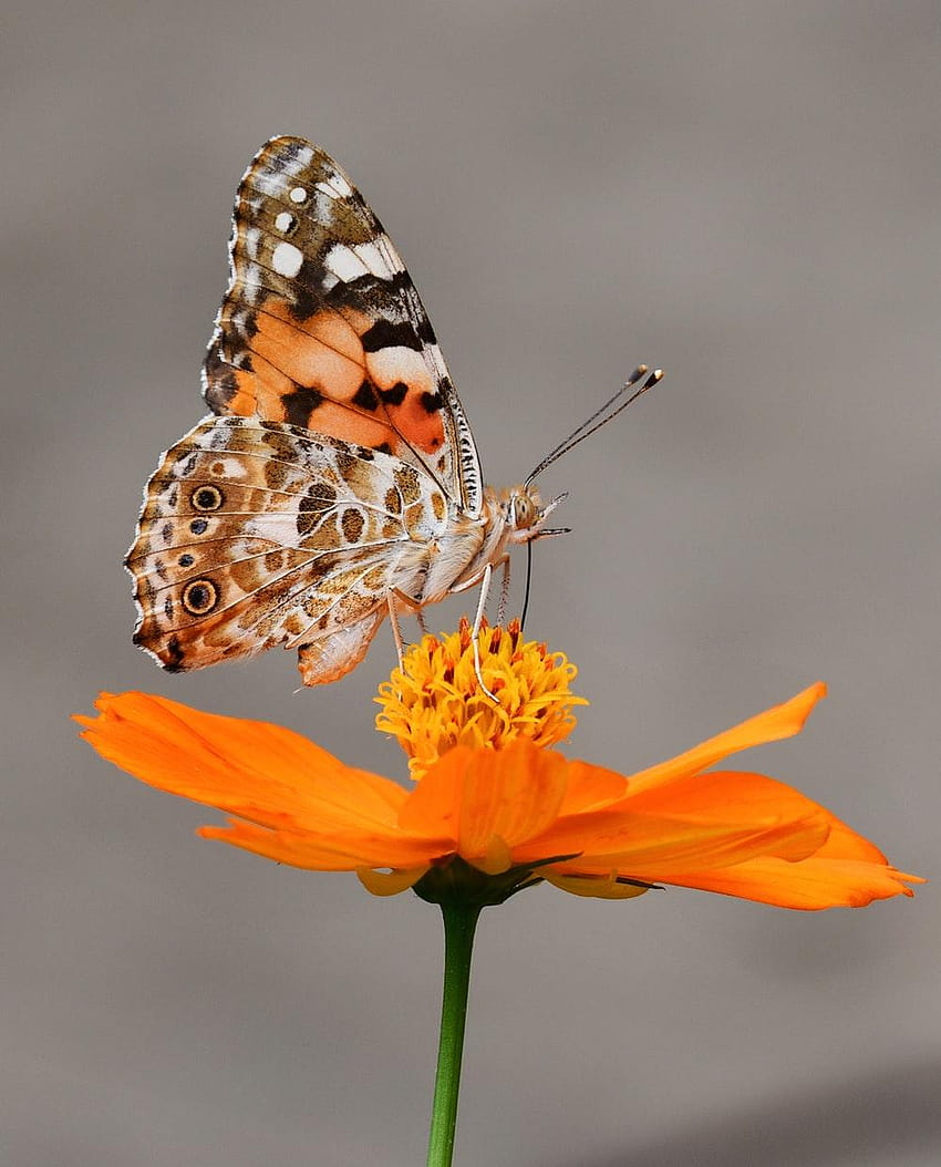 10 Пеперуда [HQ], видове пеперуди HD тапет за телефон