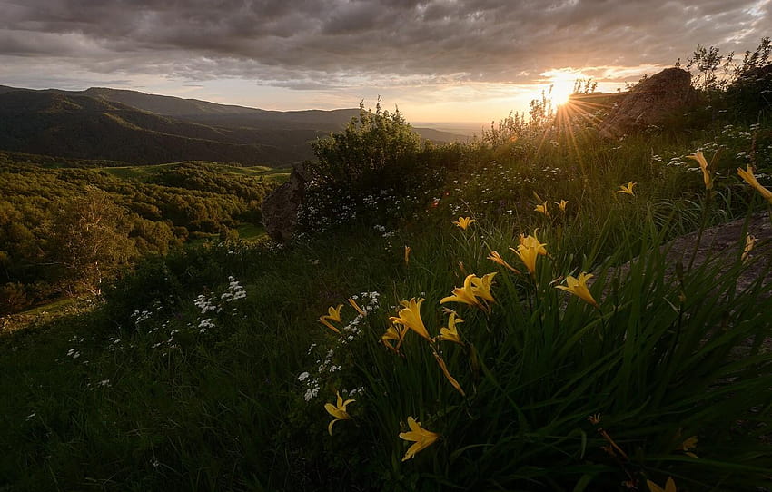 the sun, rays, landscape, sunset, flowers, mountains, sunset altai mountains HD wallpaper