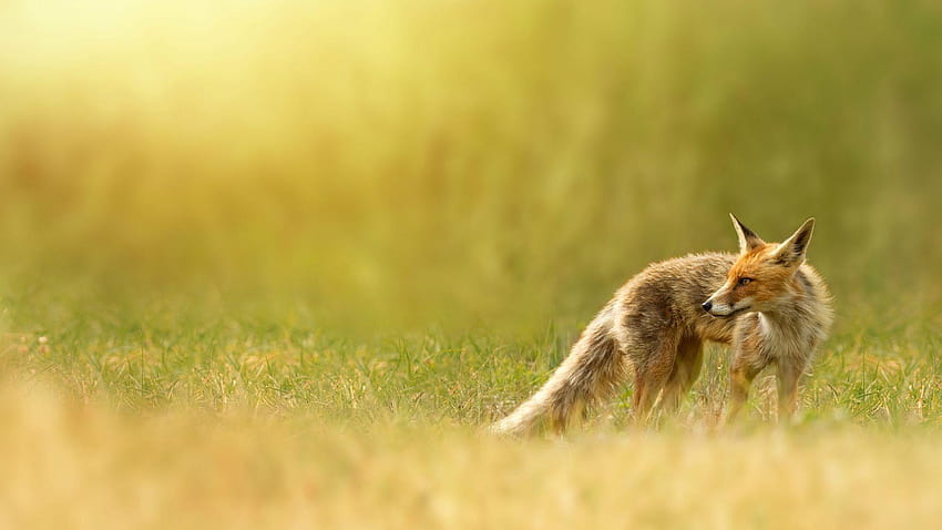 fox , red fox, red, nature, grass HD wallpaper