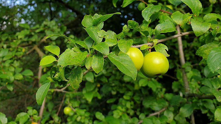 pohon apel, apel, cabang, daun, makro, hijau, pohon apel hijau Wallpaper HD