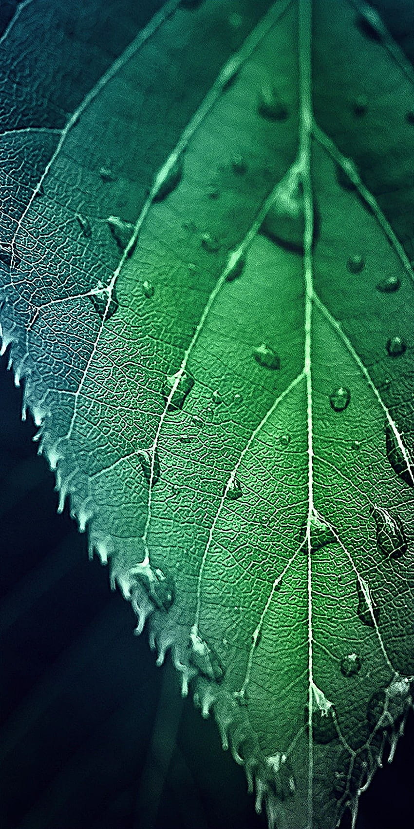 Iphone Green HD phone wallpaper | Pxfuel