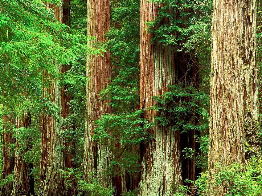 Petrified Redwood Forest National Park, redwood national park HD wallpaper