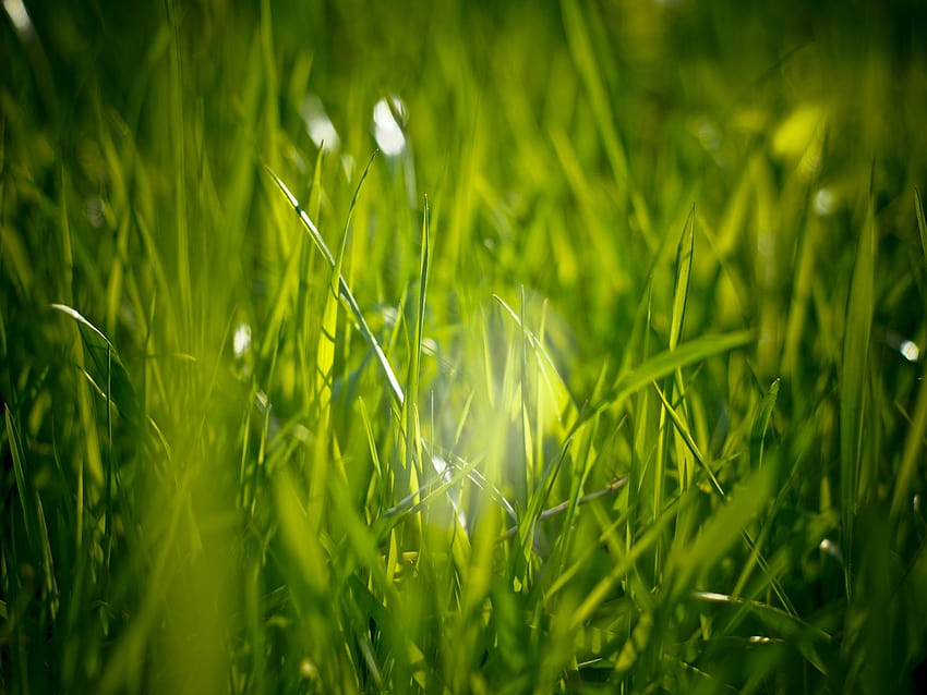 I Love Grass And Stock, eye protection HD wallpaper