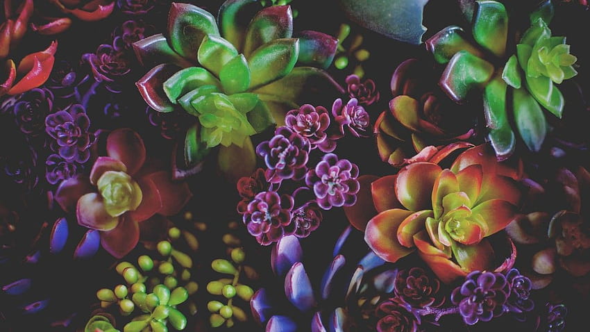 Flowers Houseplants Leaves HD wallpaper