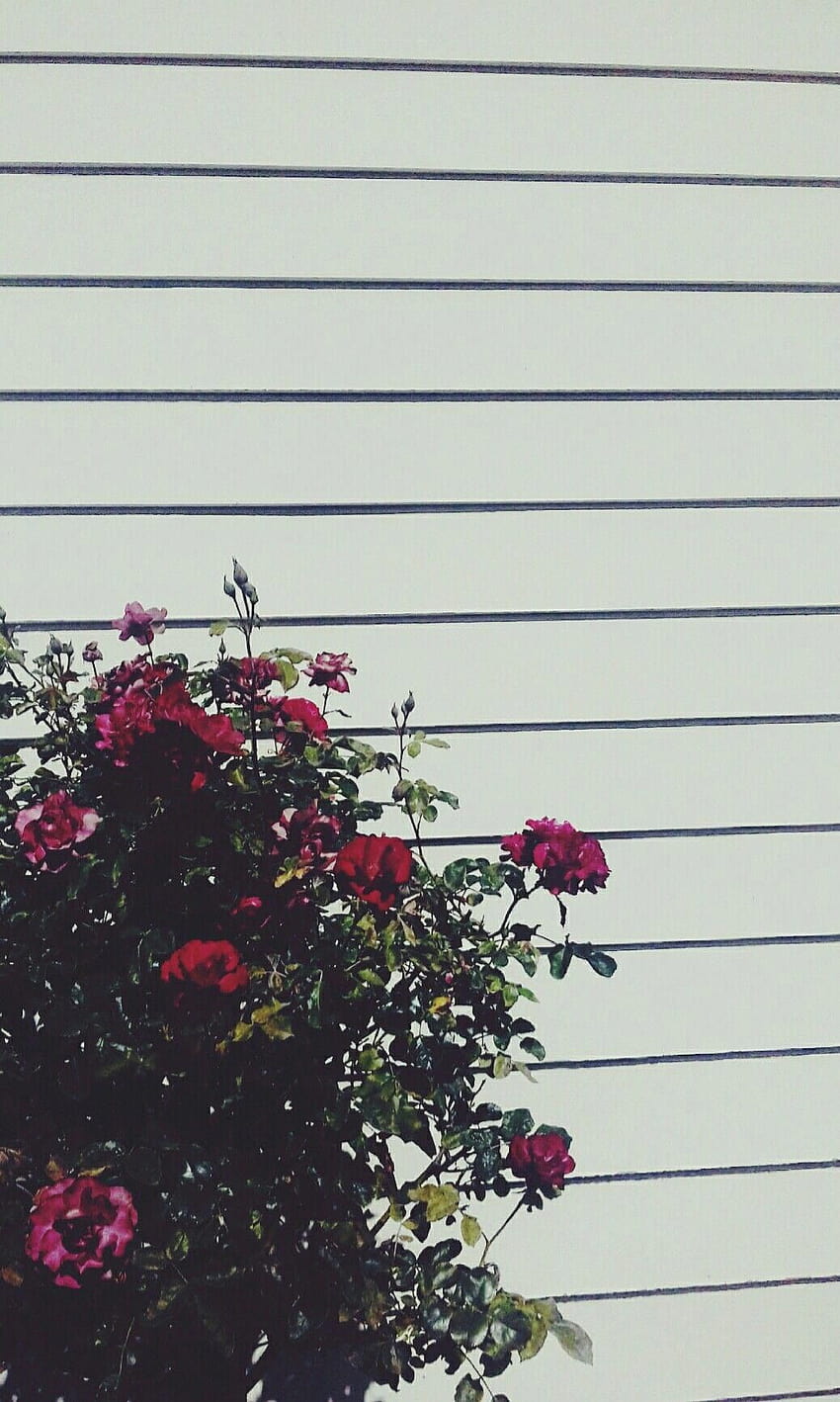Tumblr естетичен рози стена гръндж модерен iphone листа растения gr…, tumblr гръндж естетика HD тапет за телефон