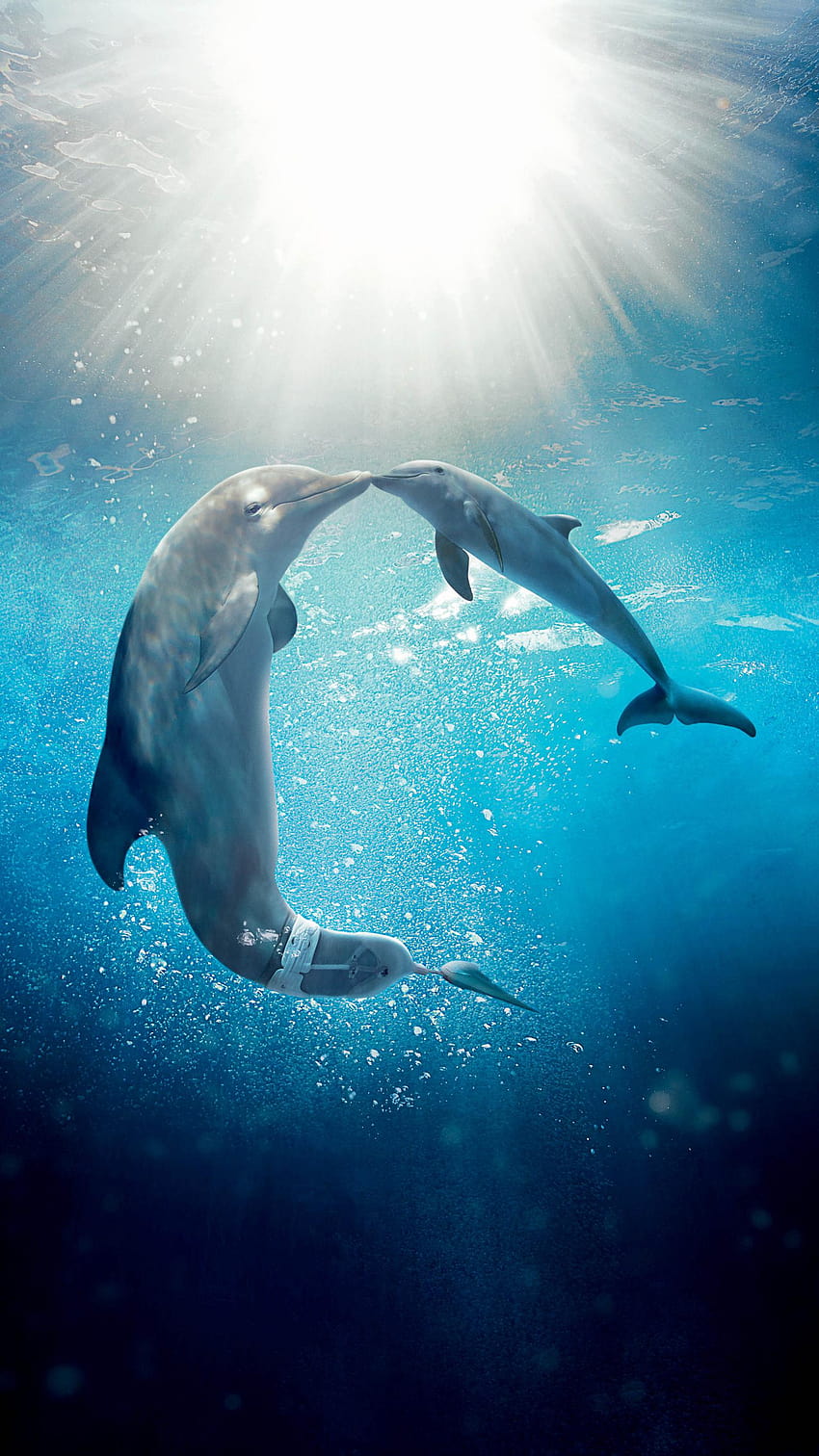 Dolphin Tale 2, sverna il delfino Sfondo del telefono HD