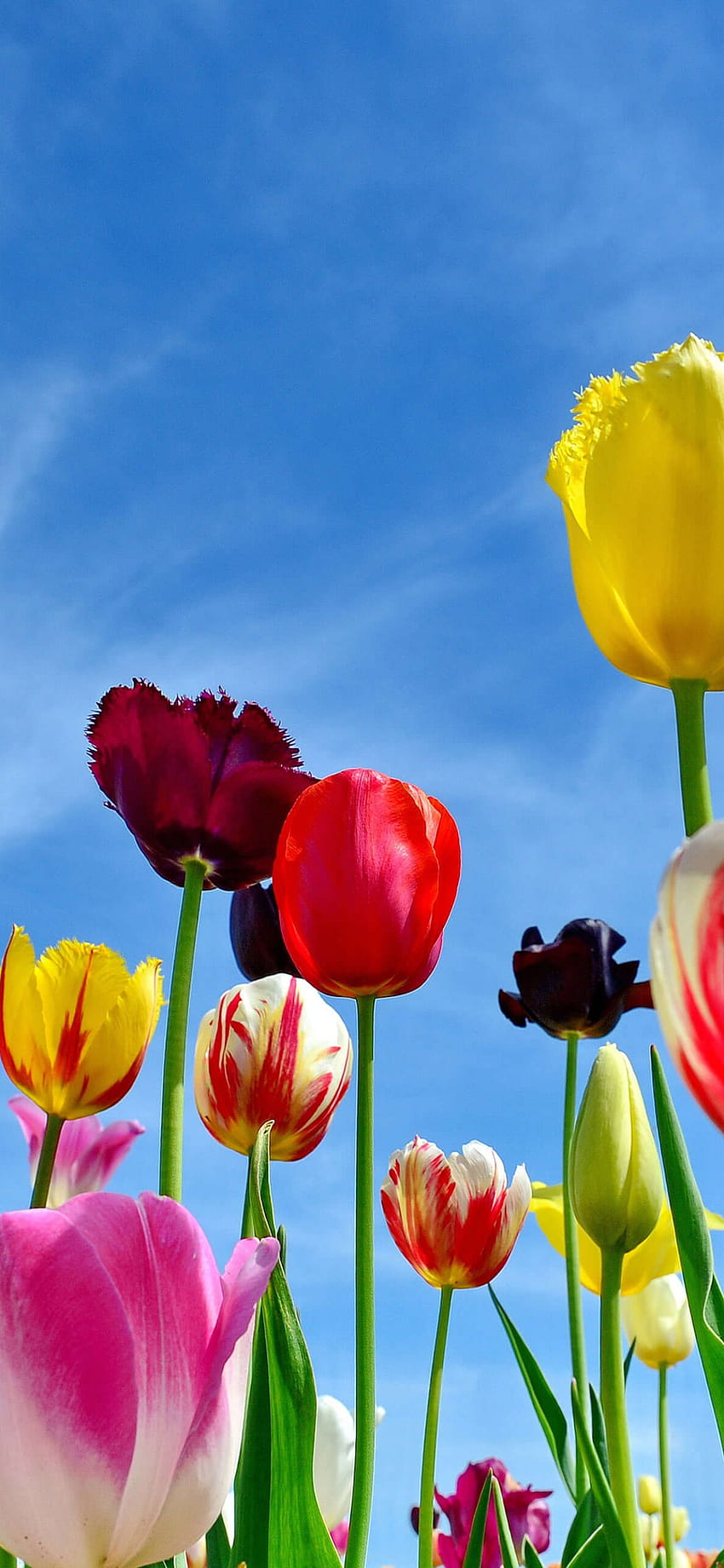 Tulpen, Bunte Blumen, Blauer Himmel, Frühling, Blumen, iPhone 13 Frühling HD-Handy-Hintergrundbild