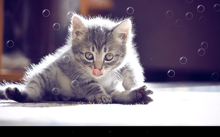 Kucing Lucu, ponsel kucing gila Wallpaper HD
