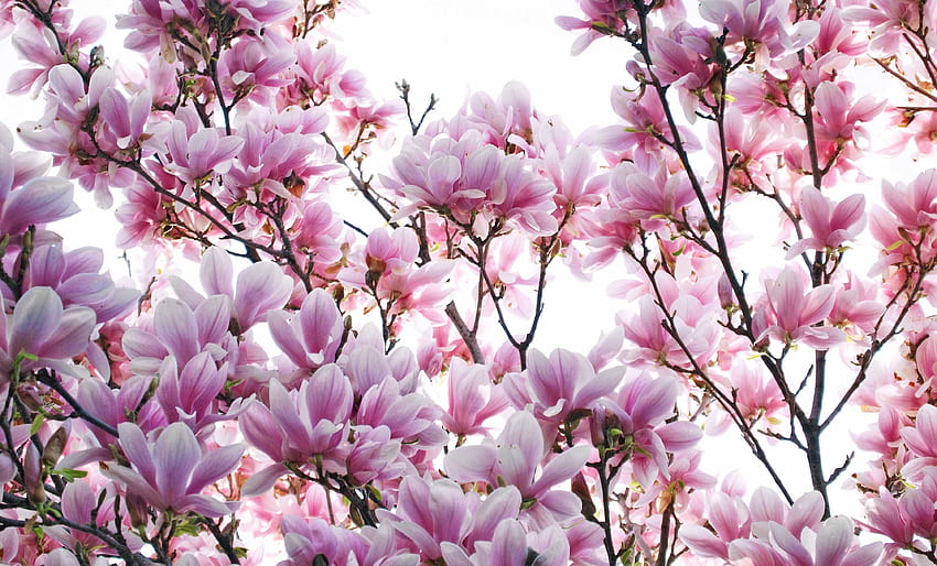 De Fleurs De Magnolia Groupe De Magnolia Avec 60 Fond d'écran HD