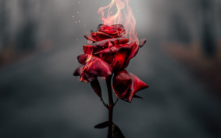 燃えるバラ、火の炎、壊れた愛の概念、燃える花、解像度 3840x2400 のバラ。 高品質、壊れたバラ 高画質の壁紙