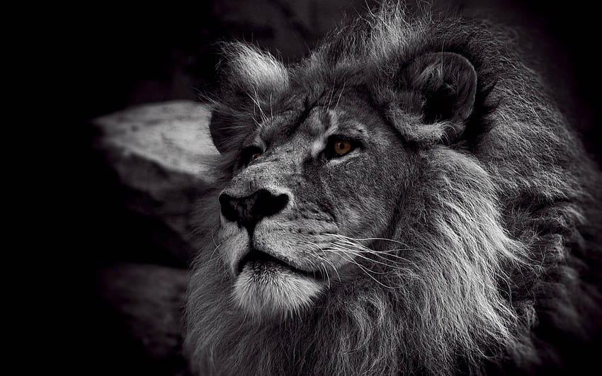 Full Lion, lion khalsa HD wallpaper