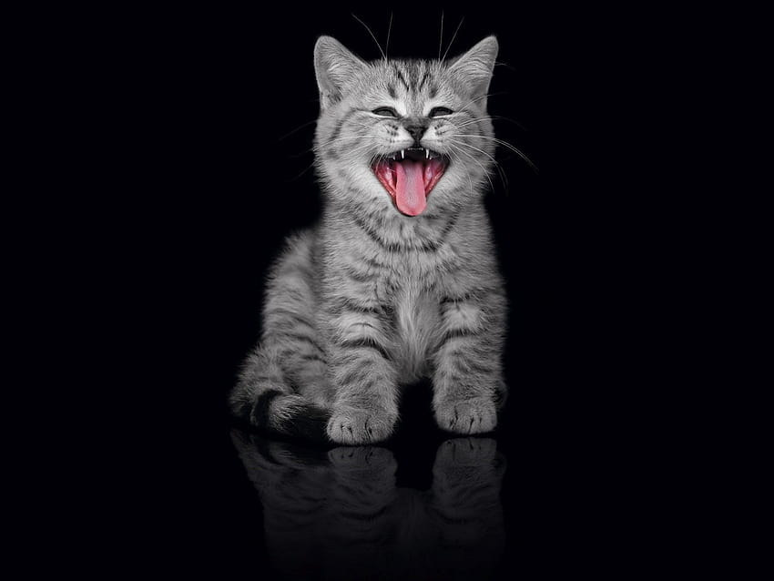 TGIF Katzen, gähnende Katze HD-Hintergrundbild