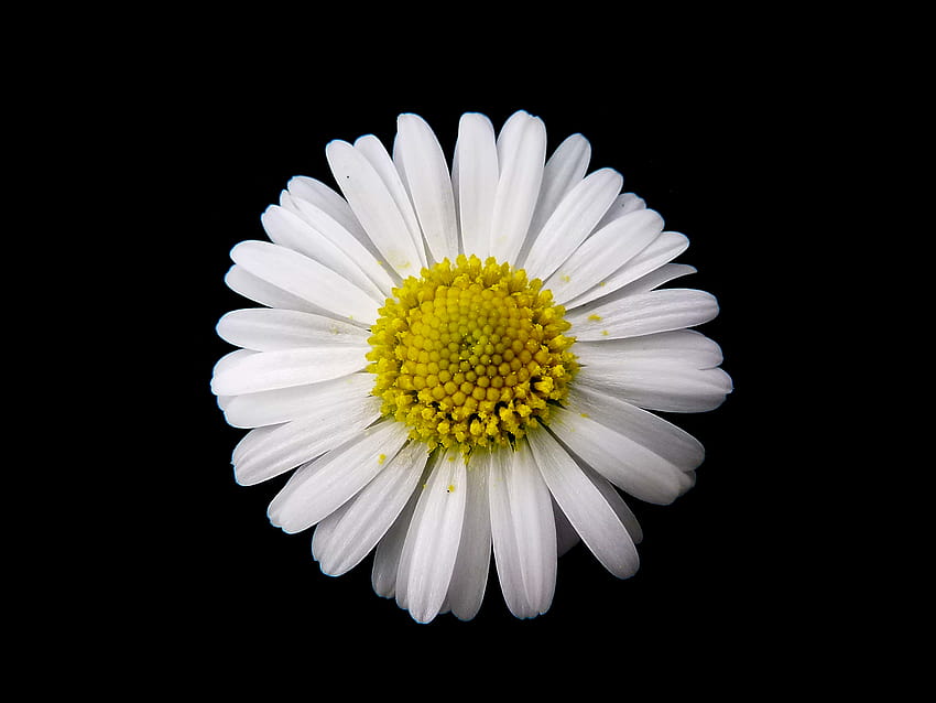 Bellis perennis, full screen minimal daisy HD wallpaper