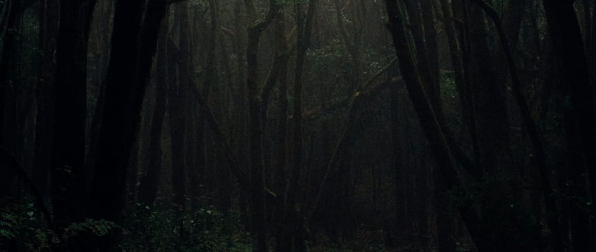 Dark foggy forest Ultra Wide TV HD wallpaper