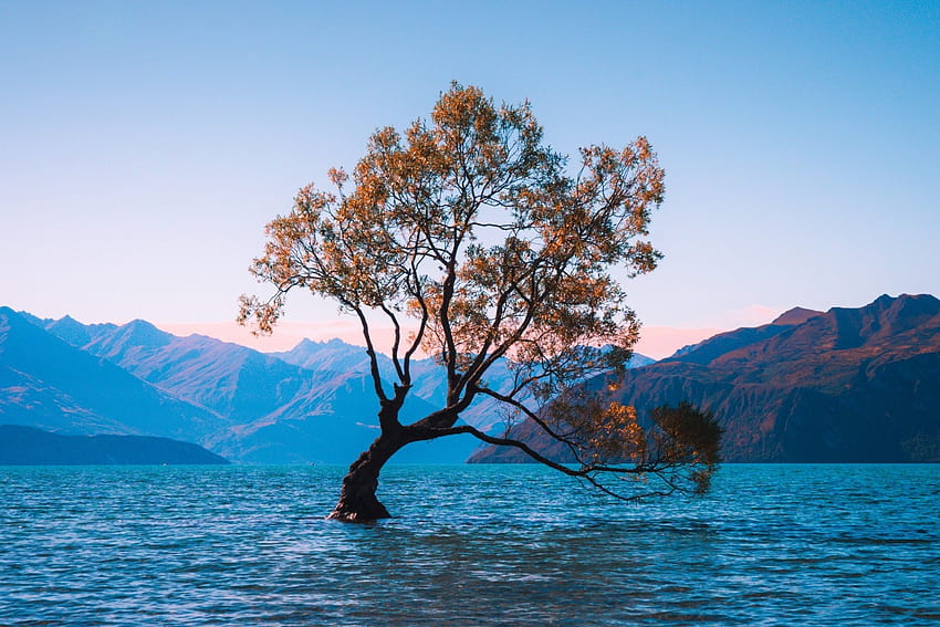 2256x1504 Нова Зеландия, Езерото Уанака, Самотно дърво HD тапет