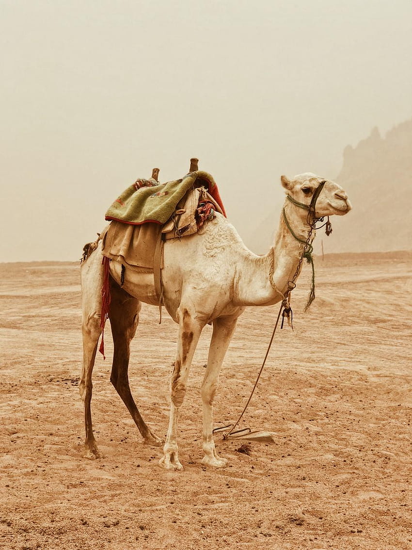 10 Camel [], camels HD phone wallpaper