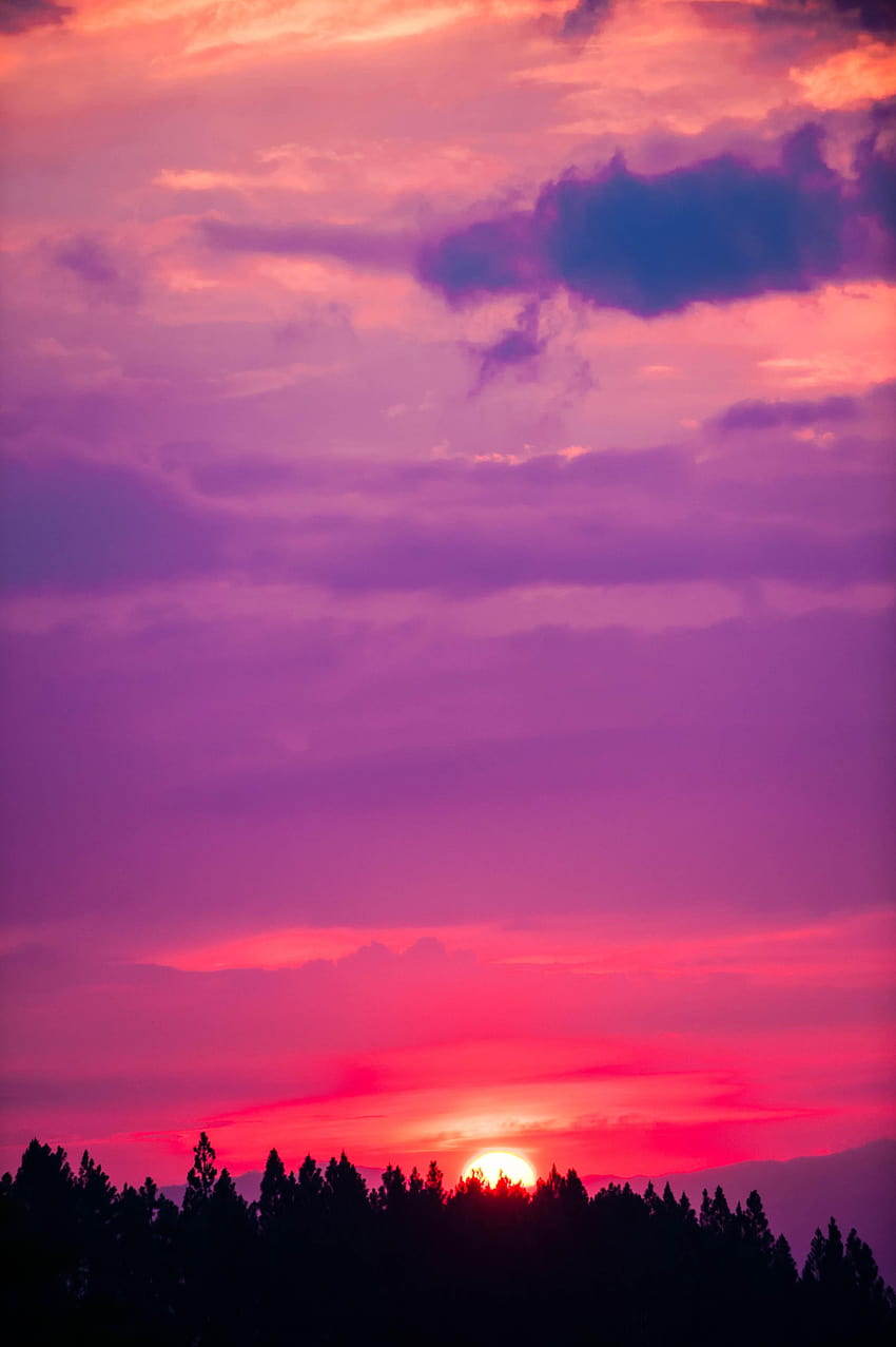 2832x4256 tramonto, cielo, rosa, alberi, sole, sera al tramonto rosa Sfondo del telefono HD