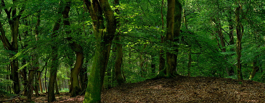 Forest . Shop premium quality forest online, temperate forest HD ...