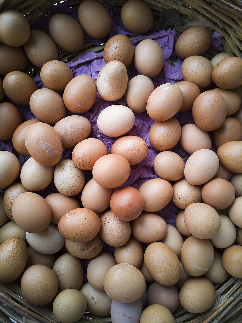 : яйца, пиле, храна, черупка, хранене, раждане, протеинова храна HD тапет за телефон