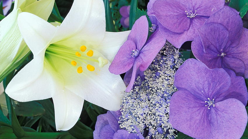 Wielkanocne kwiaty, wielkanocne lilie Tapeta HD