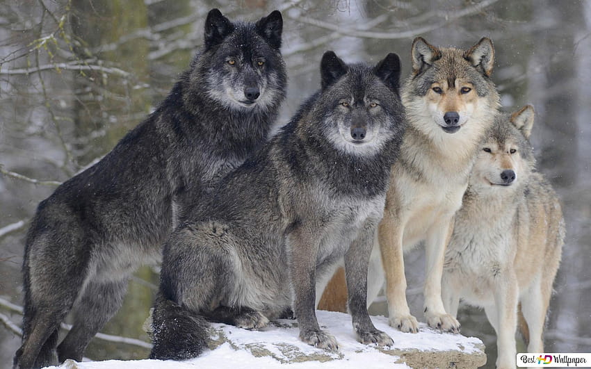 Gray and Black Wolves in Winter Forest HD wallpaper