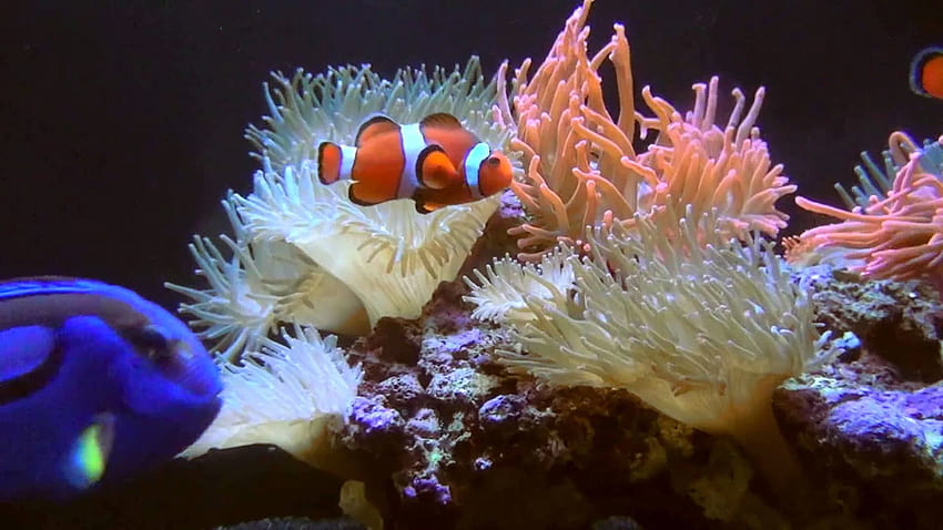 Avis et offres familiales sur l'aquarium Sea Life de Londres Fond d'écran HD