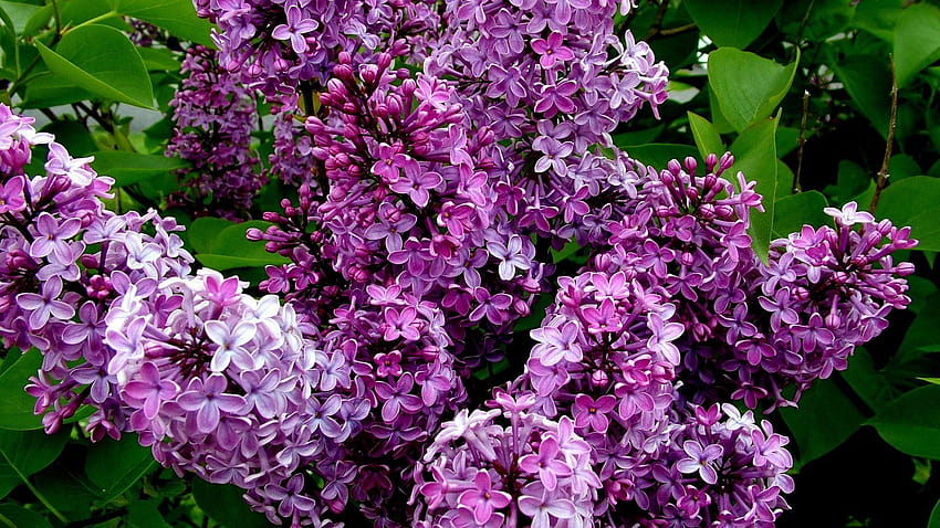 Lilac, lilas HD wallpaper