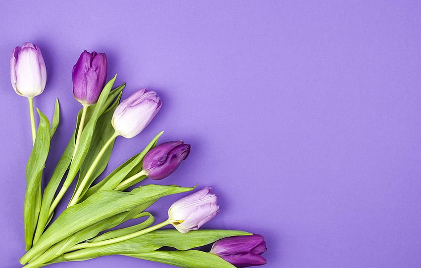 fleurs, violet, tulipes, fleurs, beau, tulipes, tulipes violettes Fond d'écran HD
