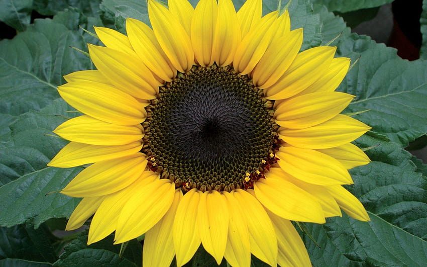 Helianthus Annuus Schoko-Sonnenblume HD-Hintergrundbild