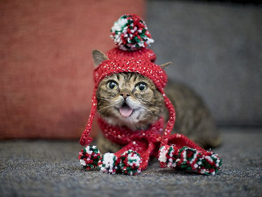 Internet celebrity cat Lil Bub has died HD wallpaper