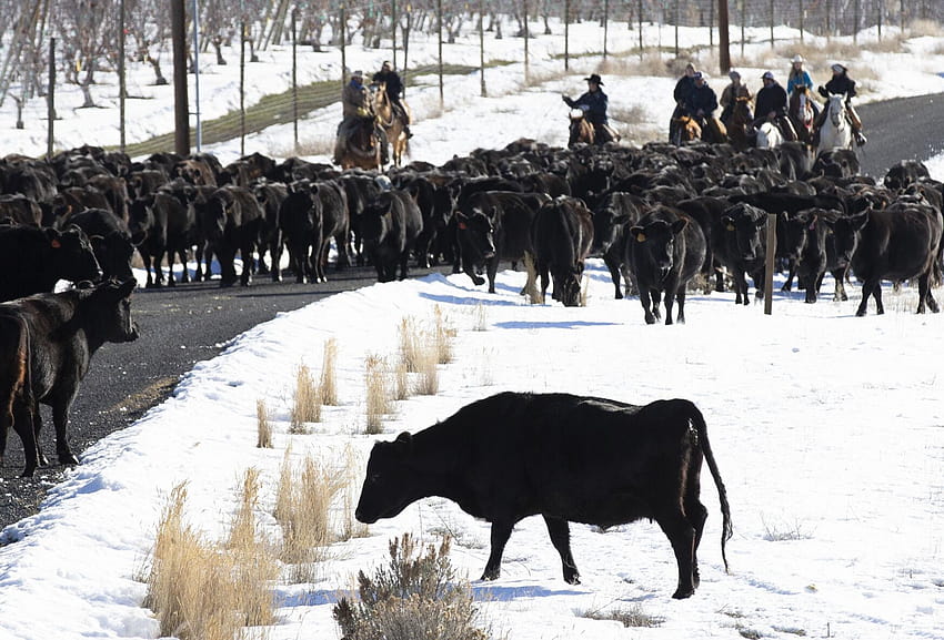 Spectators turn out to witness annual cattle drive in Yakima River Canyon HD wallpaper