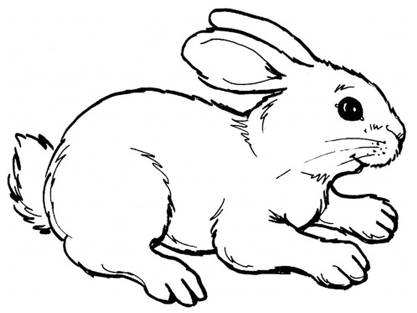 Niedliche Kaninchenzeichnung bei GetDrawings HD-Hintergrundbild