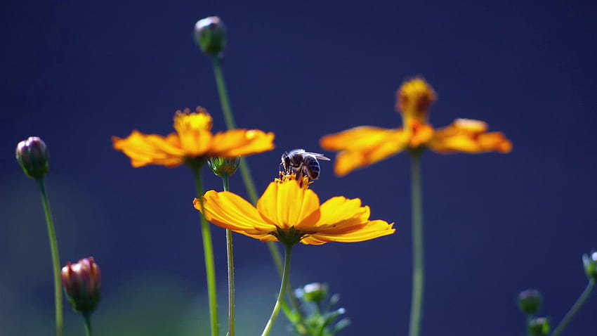 медоносни пчели HD тапет