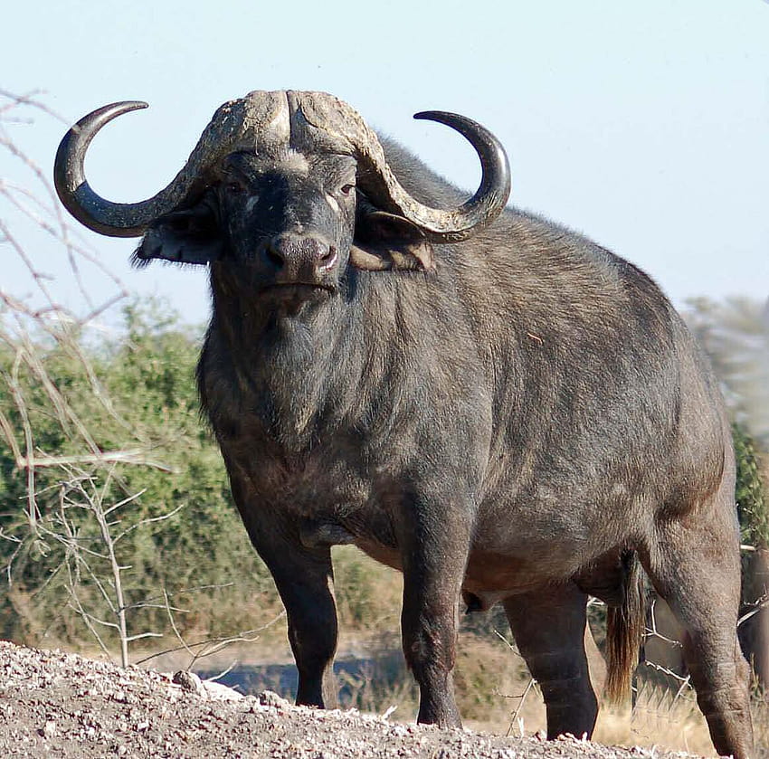 Búfalo africano ... afari, cinco grandes fondo de pantalla
