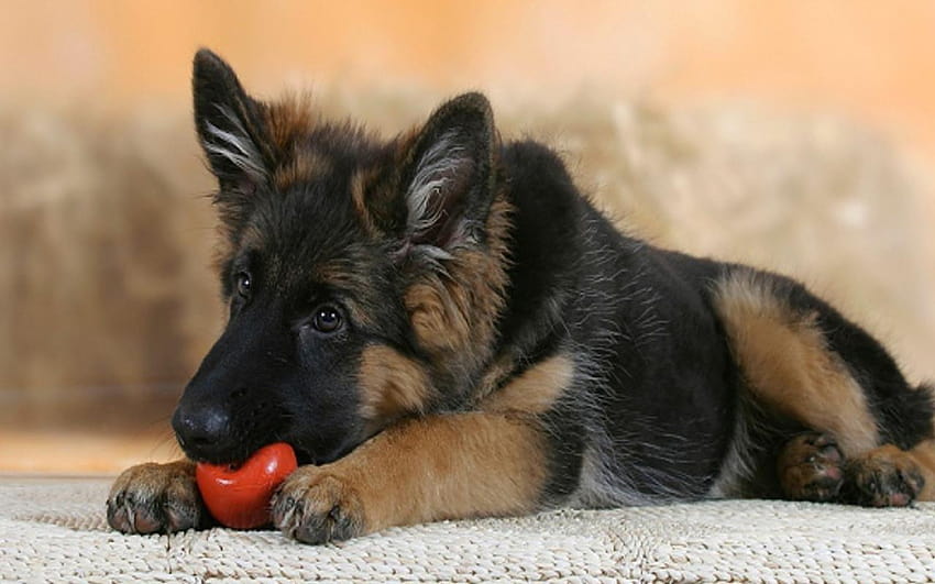 Cute Puppies :), german shepherd pups HD wallpaper