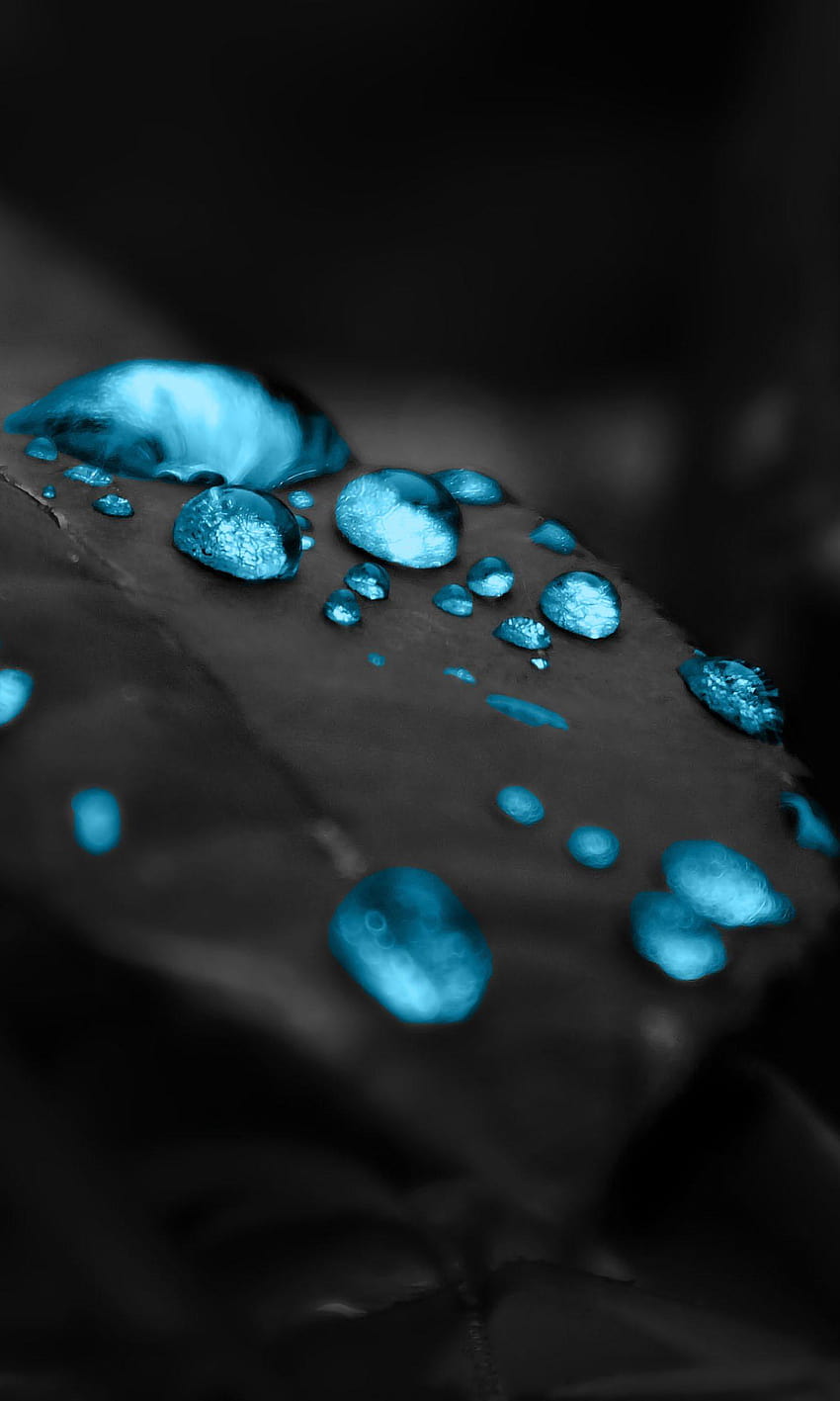 Schwarze Blätter blaue Tropfen, blaues Telefon HD-Handy-Hintergrundbild