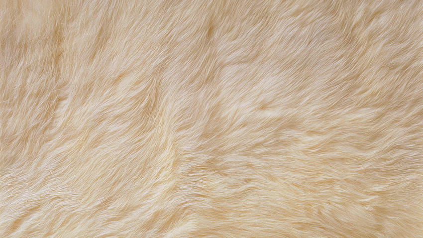 Fur Texture HD wallpaper