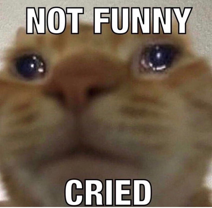 de gatos tristes publicadas por Samantha Thompson, meme de gato llorando fondo de pantalla