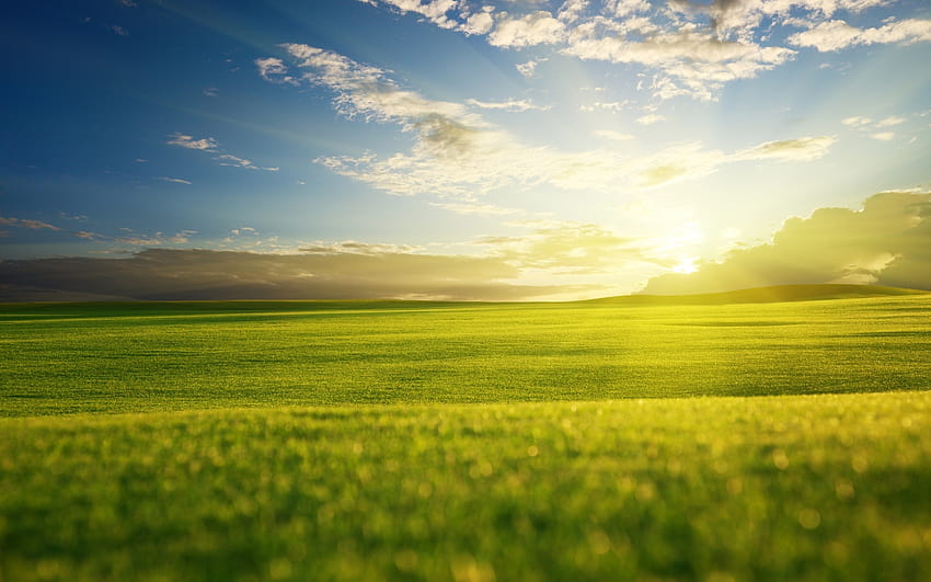 Grass Field Wschód słońca, zielona trawa Tapeta HD