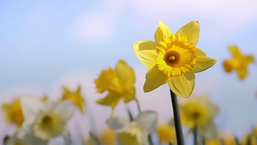 14 flores populares da Páscoa e o que elas simbolizam, apresentação de slides de flores da primavera papel de parede HD