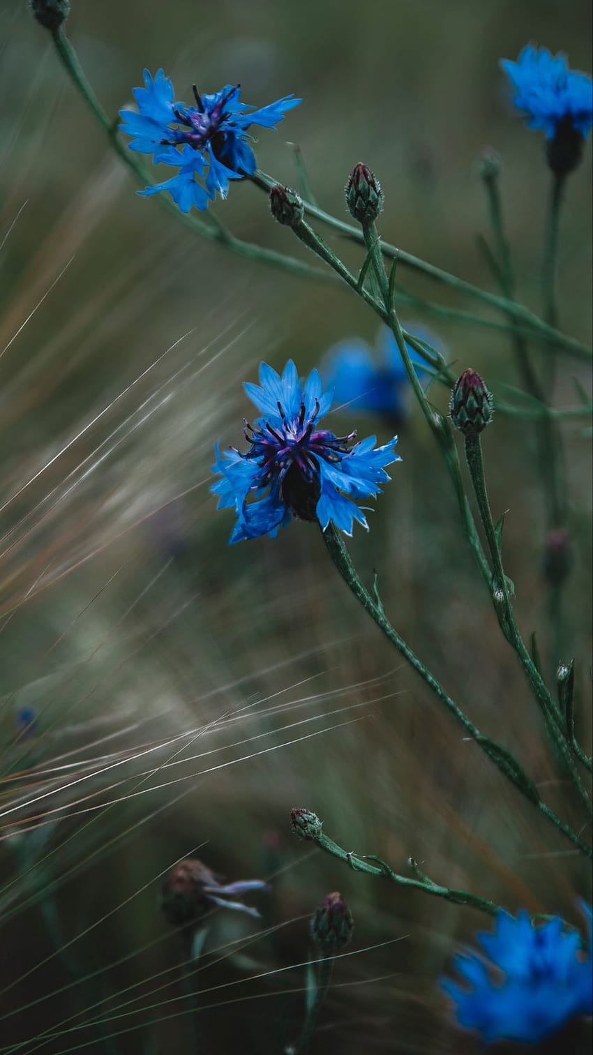 938x1668 cornflower, flowers, grass, blue iphone 8/7/6s/6 for parallax backgrounds HD phone wallpaper