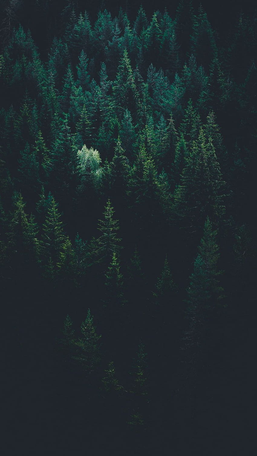Dark Green Forest, aesthetic green forest HD phone wallpaper