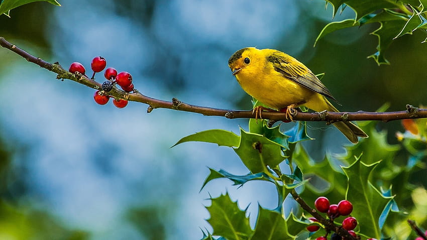 Small Yellow Bird Warblers : 13 HD wallpaper