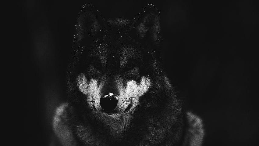 Wolf in the Forest Dark by TheWolfRomeo HD wallpaper | Pxfuel