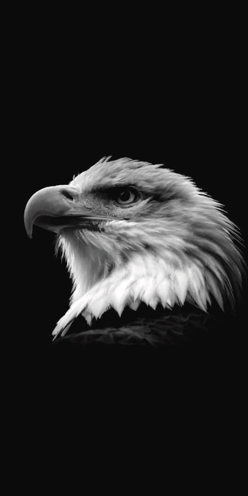 Black Eagle, dark eagle HD phone wallpaper