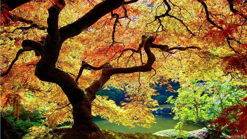White Oak Trees in Autumn HD wallpaper