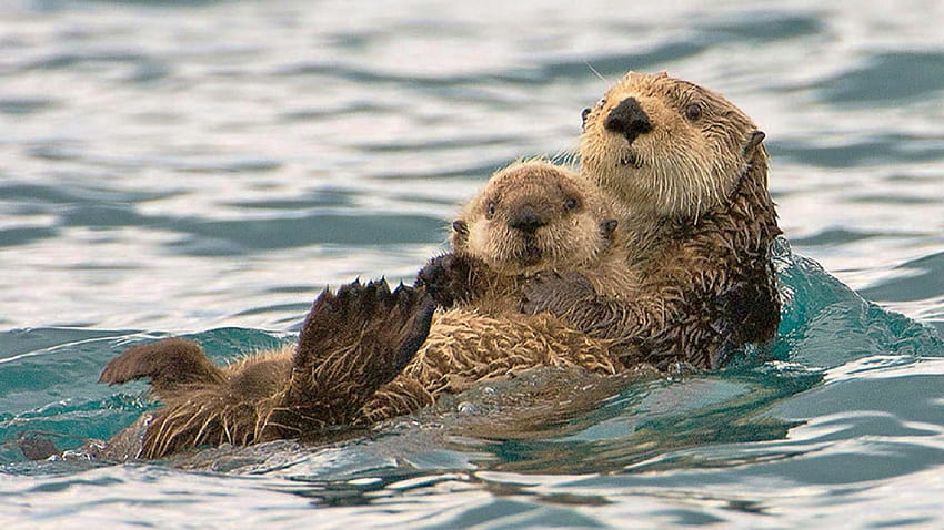 Sea Otter, baby otters HD wallpaper