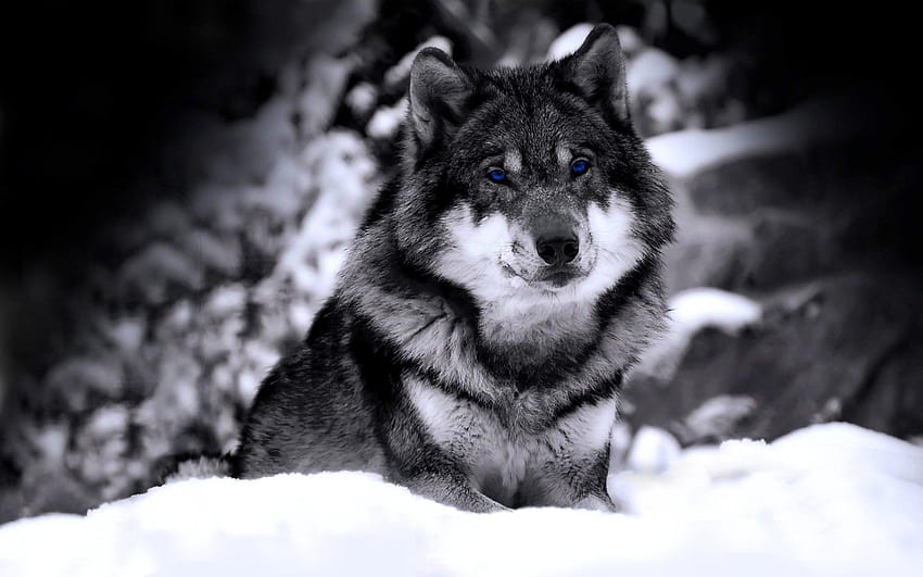 Black Wolf In Snow, running wolf HD wallpaper