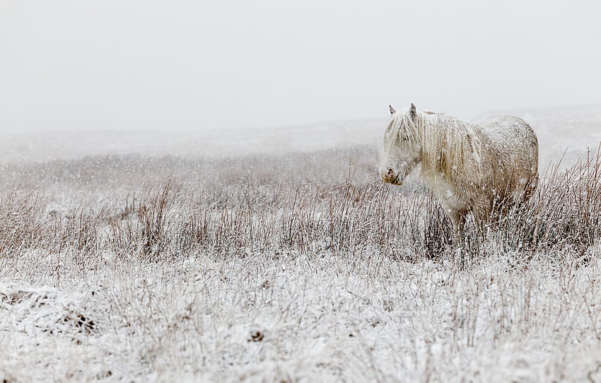 hiver, champ, blanc, neige, la nature, cheval, cheval, pâturage, poney, blanc, Fond clair, chute de neige, herbe sèche, Section животные, Prairie d'hiver Fond d'écran HD