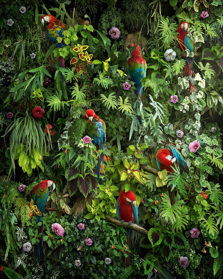 5100979 / Orman, Amerika papağanı, Kuşlar, Yapraklar, Çiçekler, Papağanlar, papağanlar ve çiçekler HD telefon duvar kağıdı